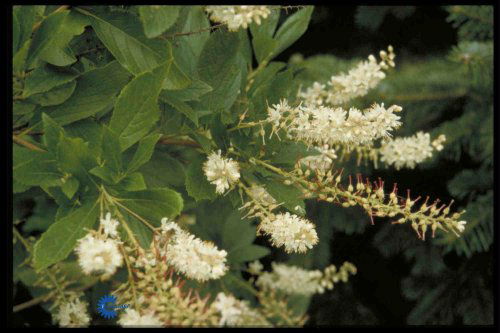 Clethra alnifolia, Liljekonvalbusk, Blad / Nåle: Aflange Blad / Nåle farve: Grønne Blomster str.: 6 - 9 cm Blomsterfarve: Hvide Blomstringstid 1: Juli - September Bredde: 1,2 - 1,5 meter Duft: Ja Efterårsløv: Gult Gødning: Mellem Højde: 1 - 2 meter Hårdfø