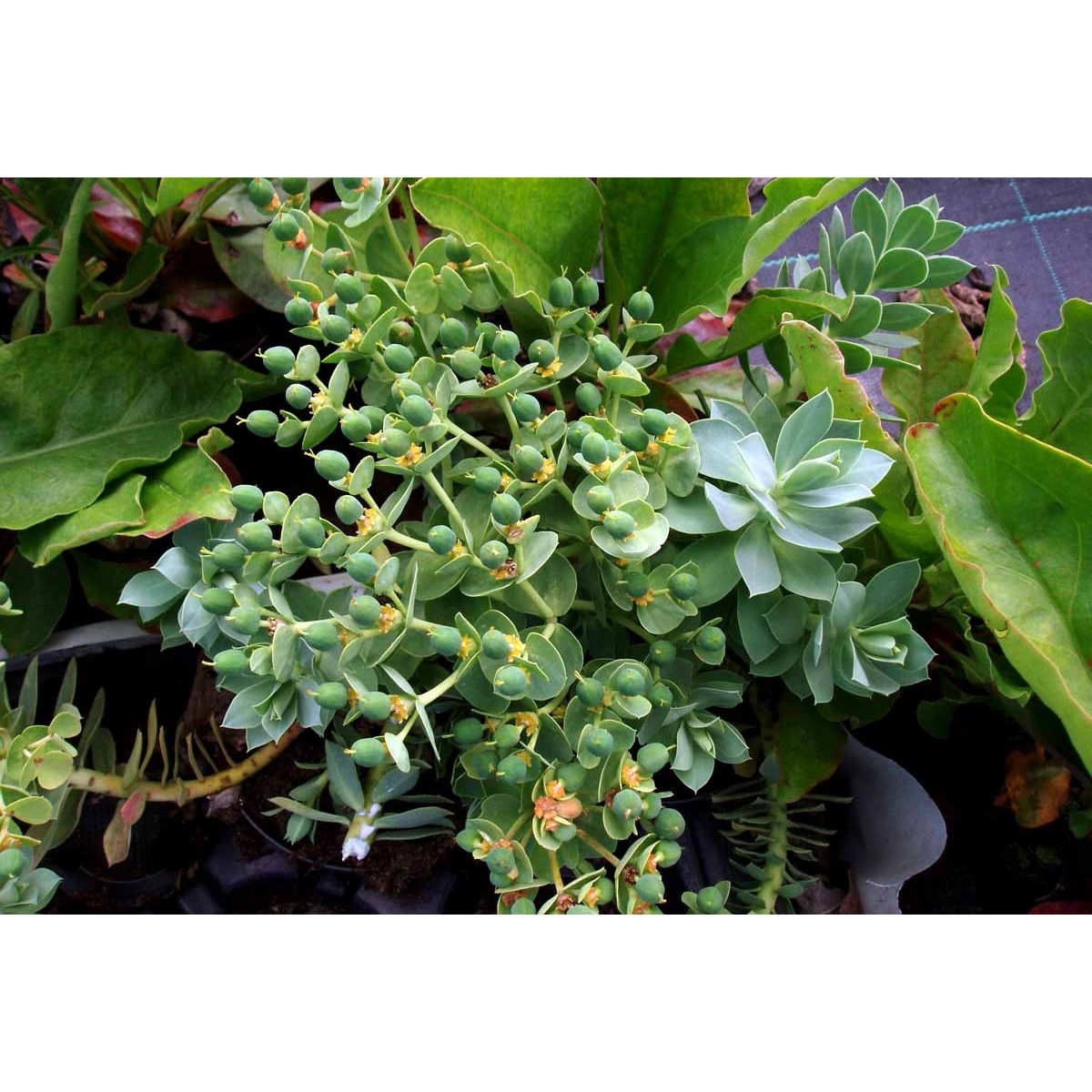 Blågrøn Vortemælk