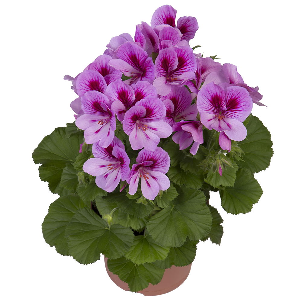 Engelsk pelargonie 'Lavendel' - Opbundet, Potte 2,0 liter