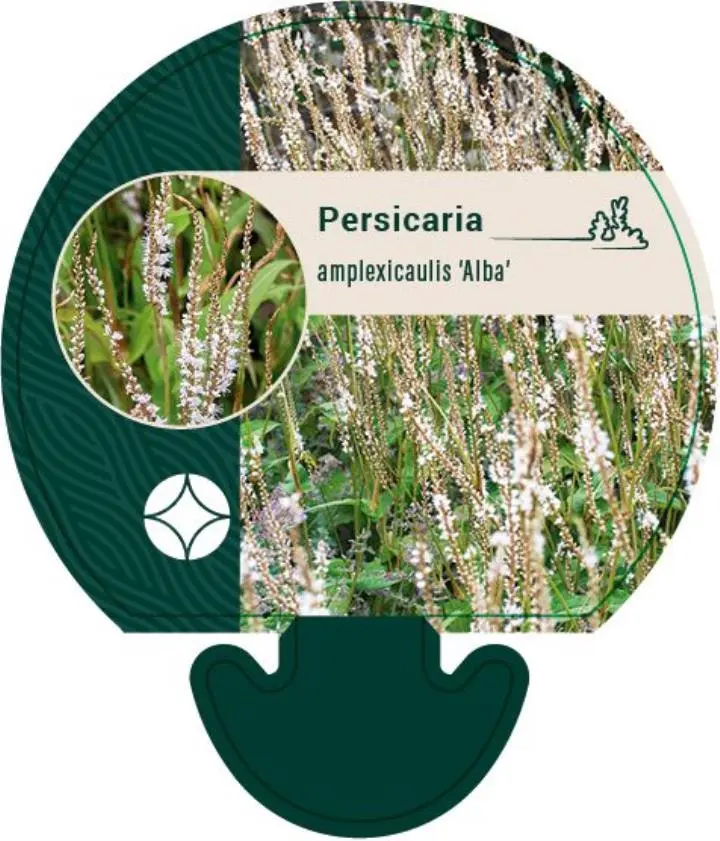 Kertepileurt 'Alba' - Potte 0,8 Liter