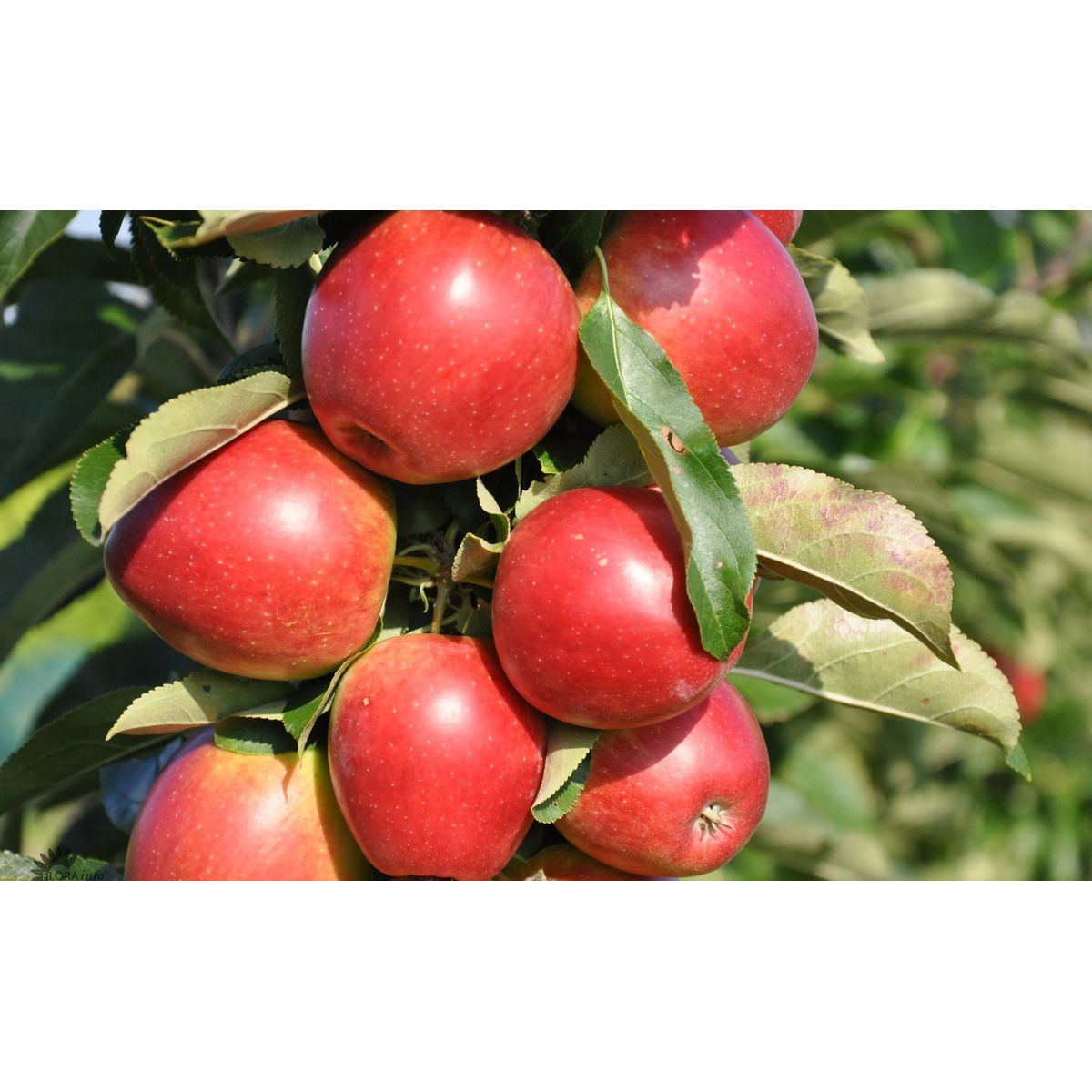 Søjleæble &#39;Redcats&#39; - Potte 7,5 liter 100-125 cm.