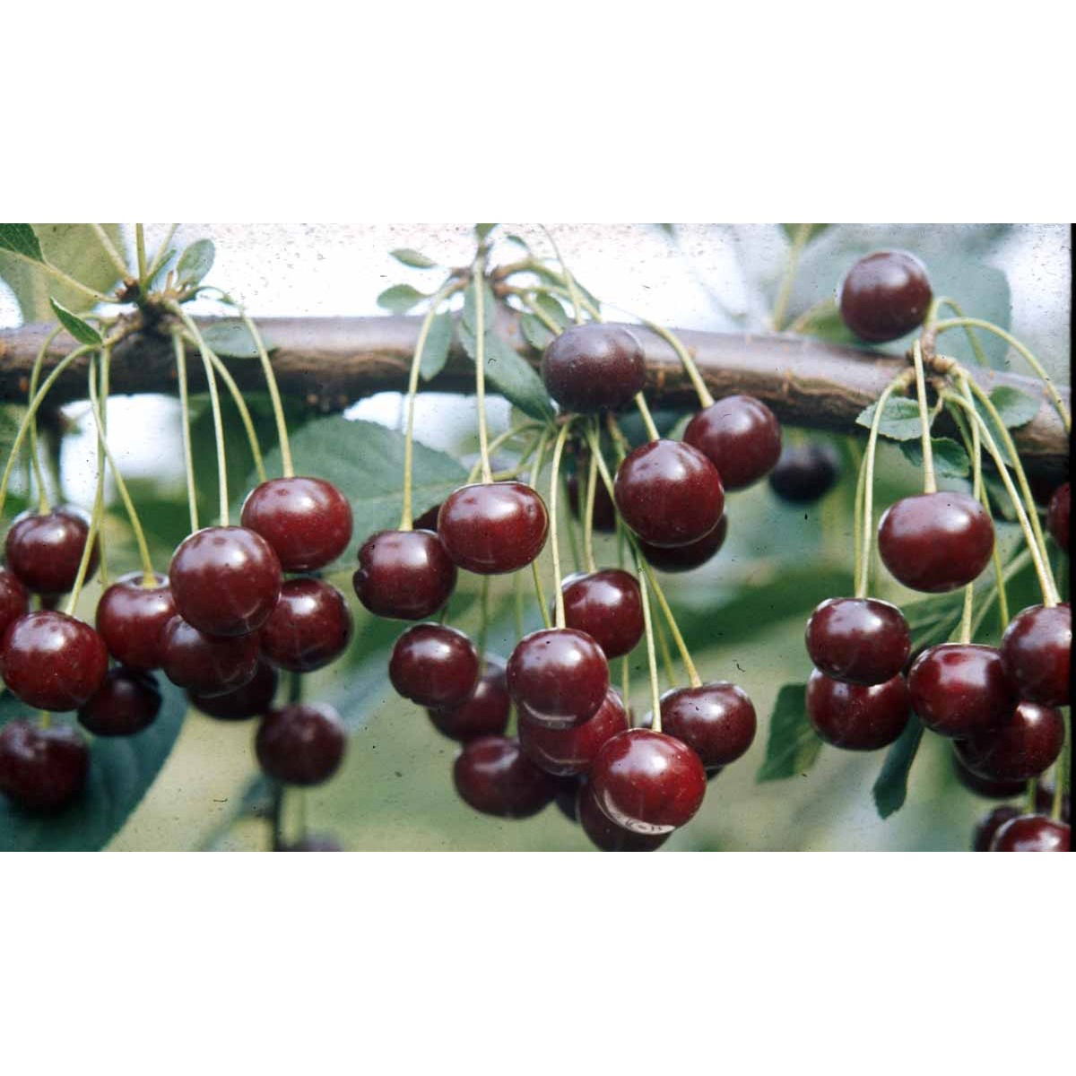 Stevnsbær (kirsebær, sure) - Selvbestøvende - Havefrugttræ - A-kvalitet 4-8 grene, 130-170 cm. Potte 10 liter (Colt) (middelstørrelse træer)