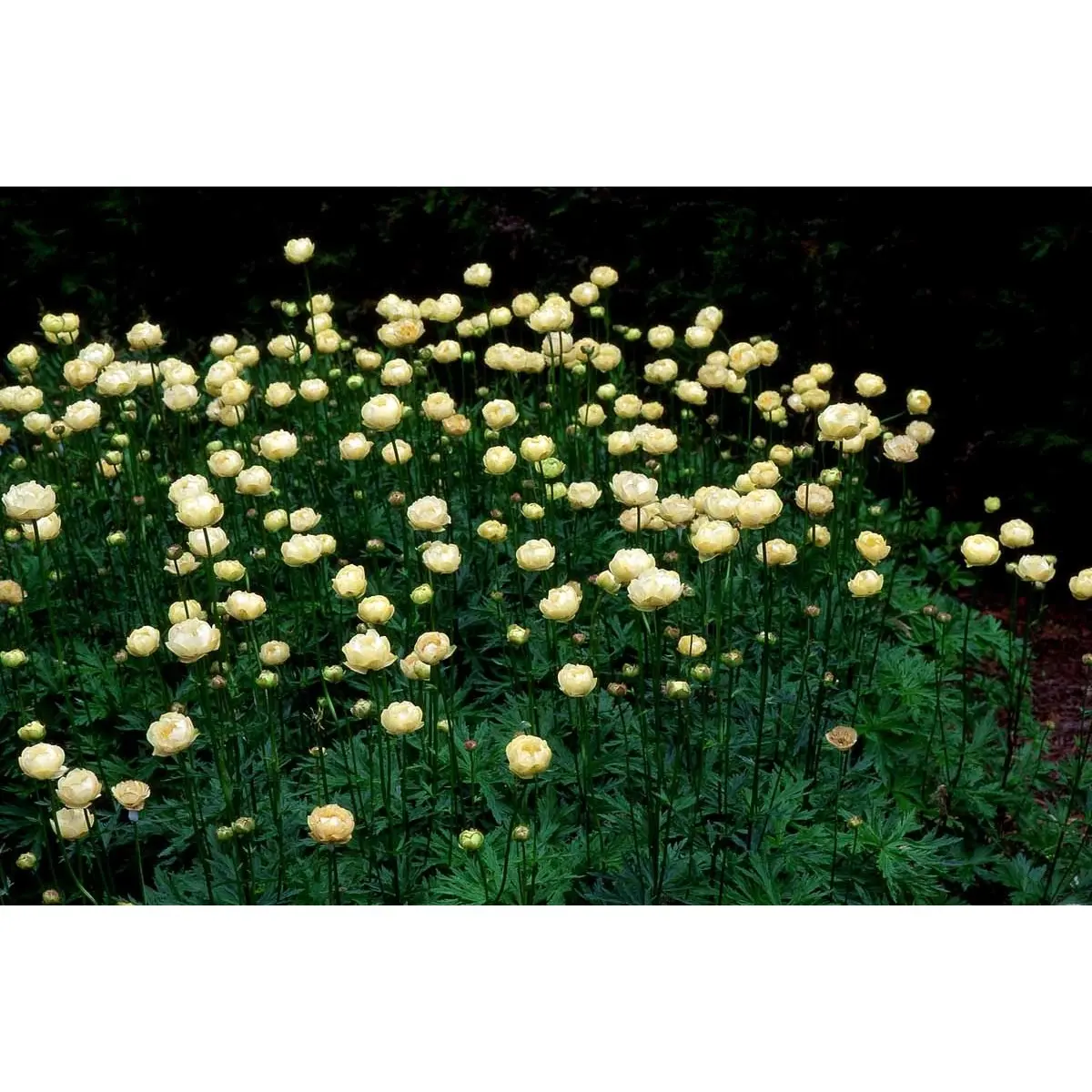 Engblomme 'Alabaster' - Potte 1 liter