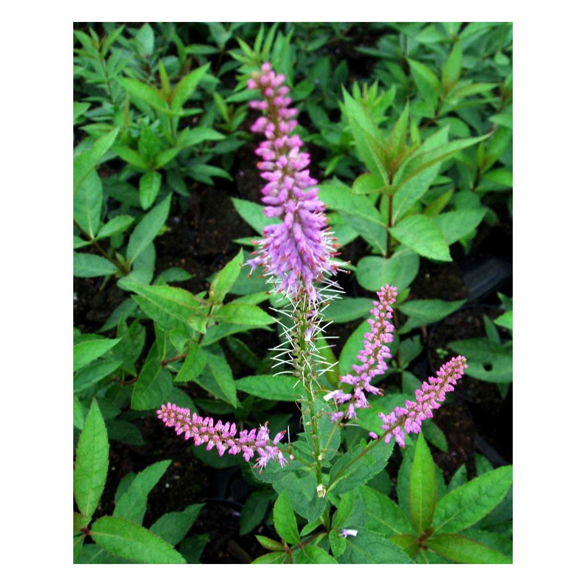 Virginsk Ærenpris &apos;Fascination&apos;