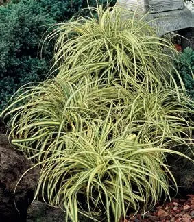 Star 'Evergold' - Potte 1 liter