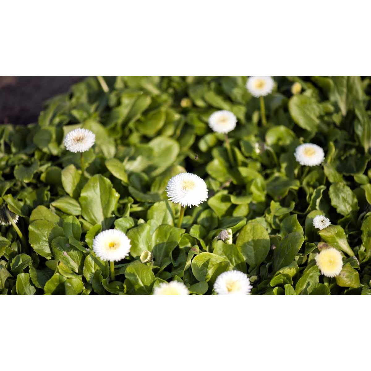 Tusindfryd 'Planet White' - 10 cm. Potte