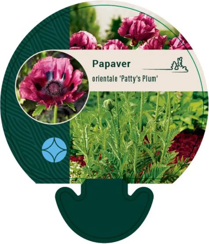 Kæmpevalmue 'Patty's Plum' - Potte 0,8 Liter