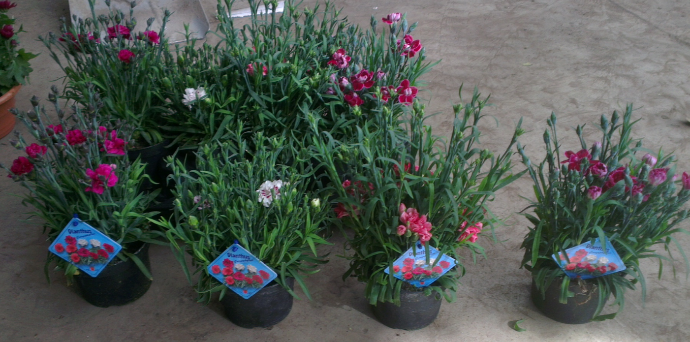Dianthus caryophyllus, Havenellike, Lav staude, 40 cm Blågrønne græslignende blade. Stedsegrøn Store fyldte duftende langstilkede hvide blomster Fuld sol. Tåler tørke Snitblomst