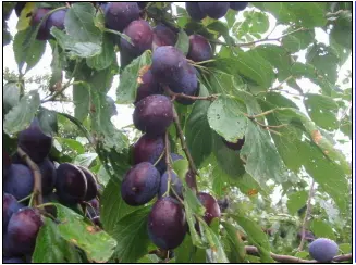 Sveskeblomme &#39;Hanita&#39; - Havefrugttræ - A-kvalitet 4-8 grene, 130-170 cm. Potte 10 liter. (S.J.A.)