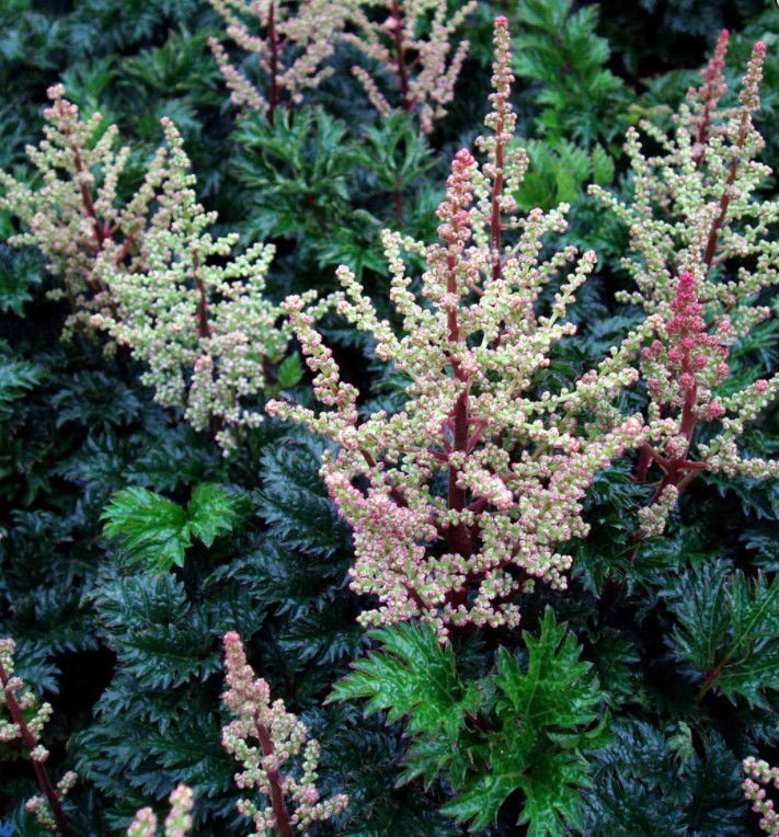 Dværgastilbe &apos;Lilleput&apos;