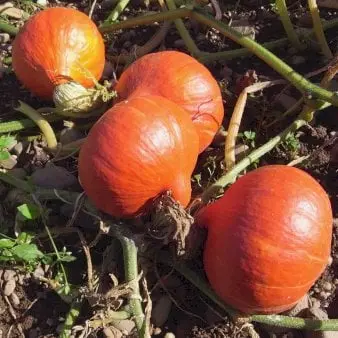 Øko Græskar 'Hokkaido Solor DB' - Frøpose, Økologisk