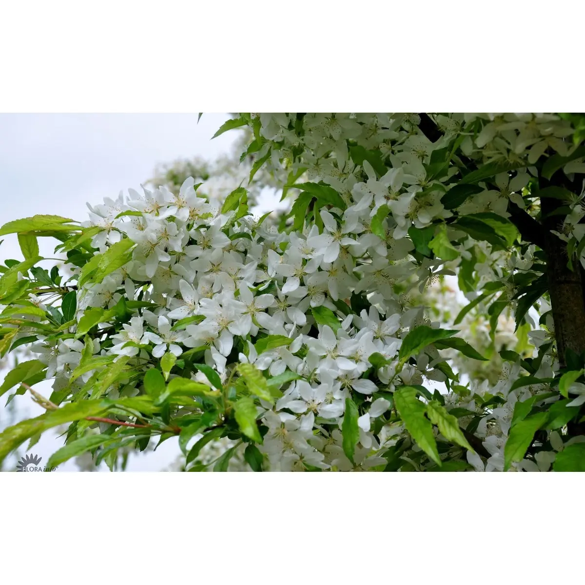 Japansk paradisæble &apos;Brouwers Beauty&apos;