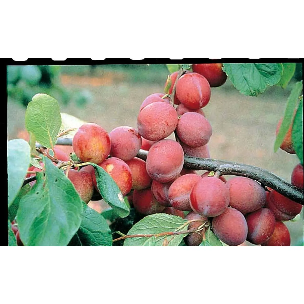 Blomme &#39;Jubileum&#39; - Havefrugttræ - A-kvalitet 4-8 grene, 130-170 cm. Potte 10 liter. (S.J.A.)