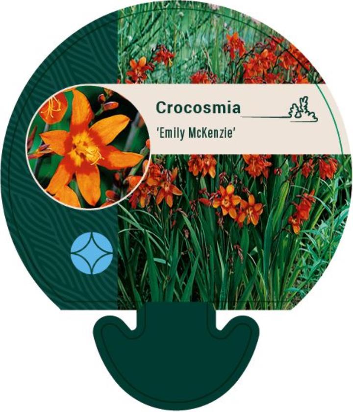 Montbretia 'Emily Mckenzie' - Potte 0,8 Liter
