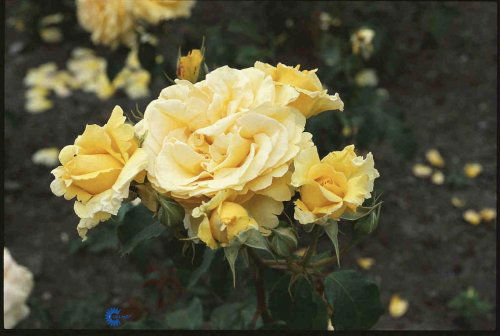 Rosa x Solo Mio Renaissance ®, Buskrose Solo Mio Renaissance,