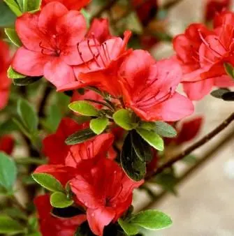 &apos;Fridoline&apos;