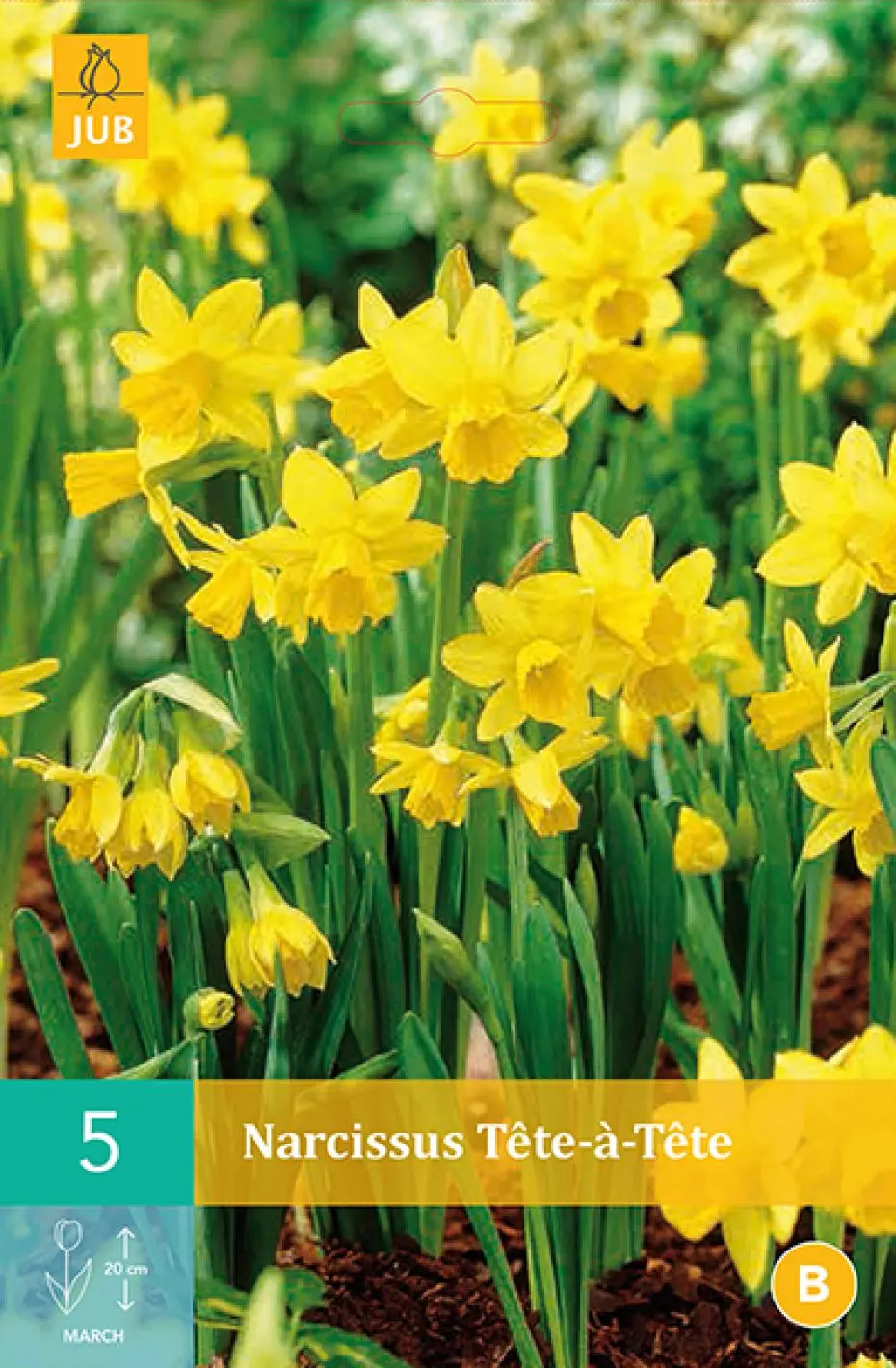 Narcissus botanical &apos;Tête à Tête&apos;, Botaniske Narcisser (påskeliljer) &apos;Tête À Tête&apos; (nr. E112), Botaniske Narcisser (påskeliljer), plant i store grupper eller i krukker.  &lt;p&gt;&lt;b&gt;Løgstørrelse: 12/14&lt;/p&gt;&lt;/b&gt;