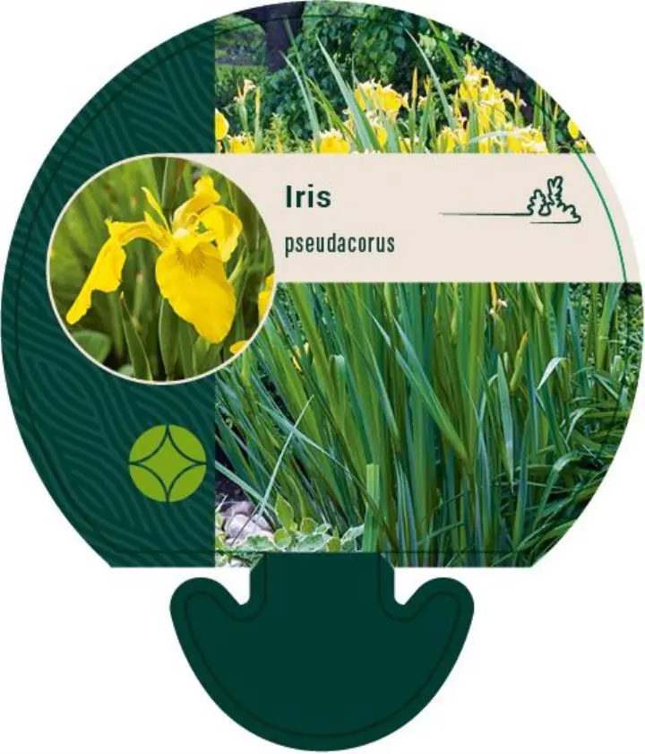 Iris - Potte 0,8 Liter