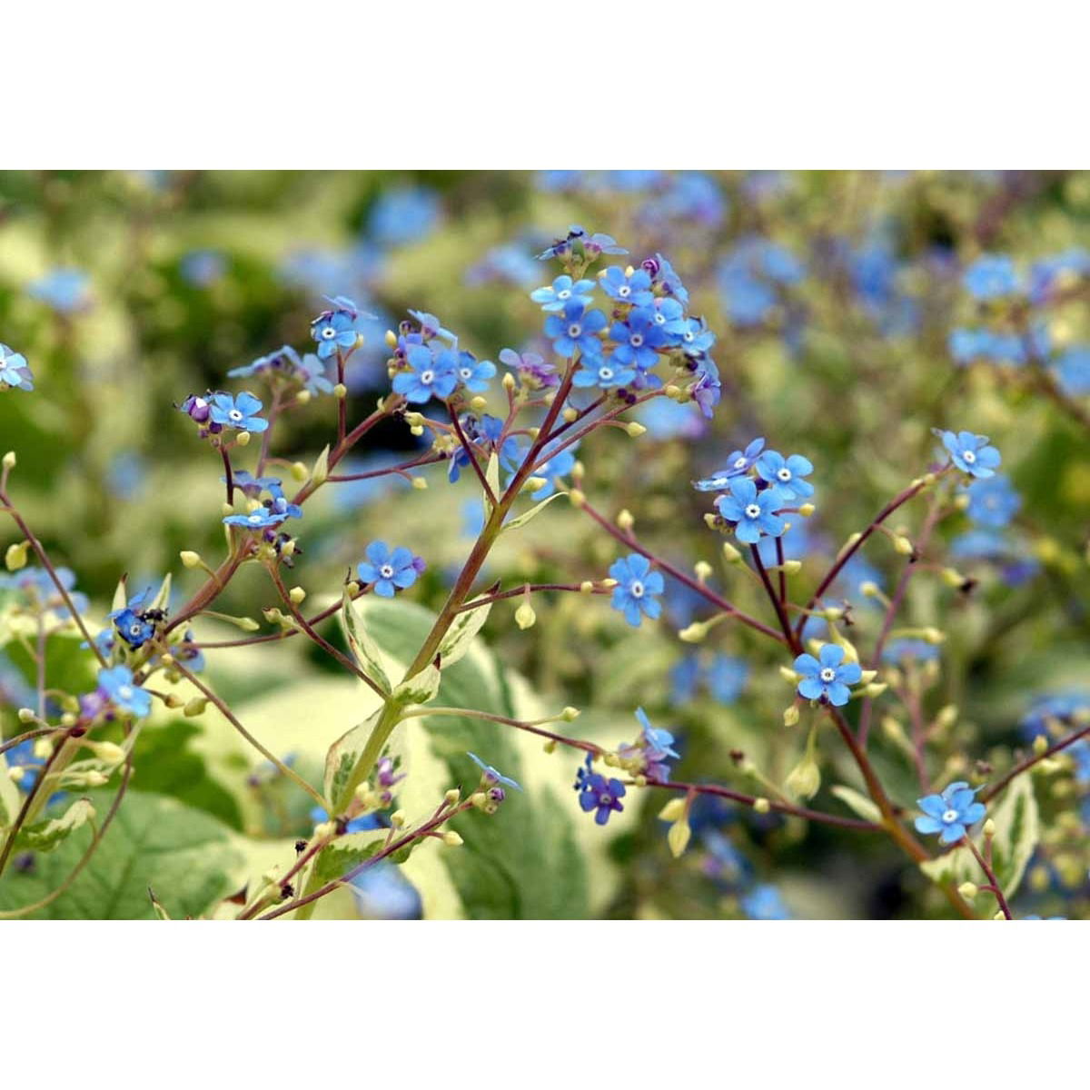 Kærmindesøster &apos;Variegata&apos;