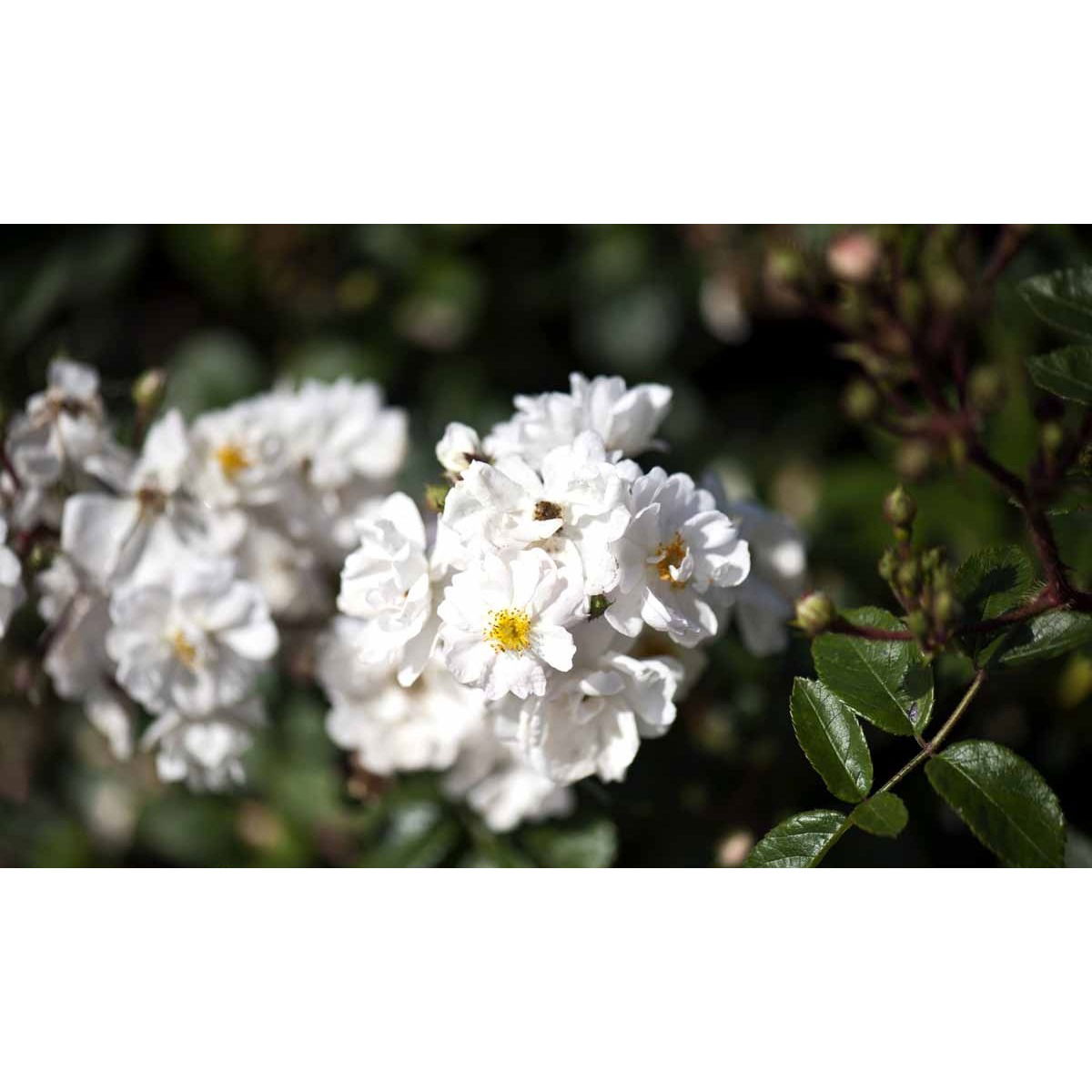 &apos;Tumbling Waters&apos;™