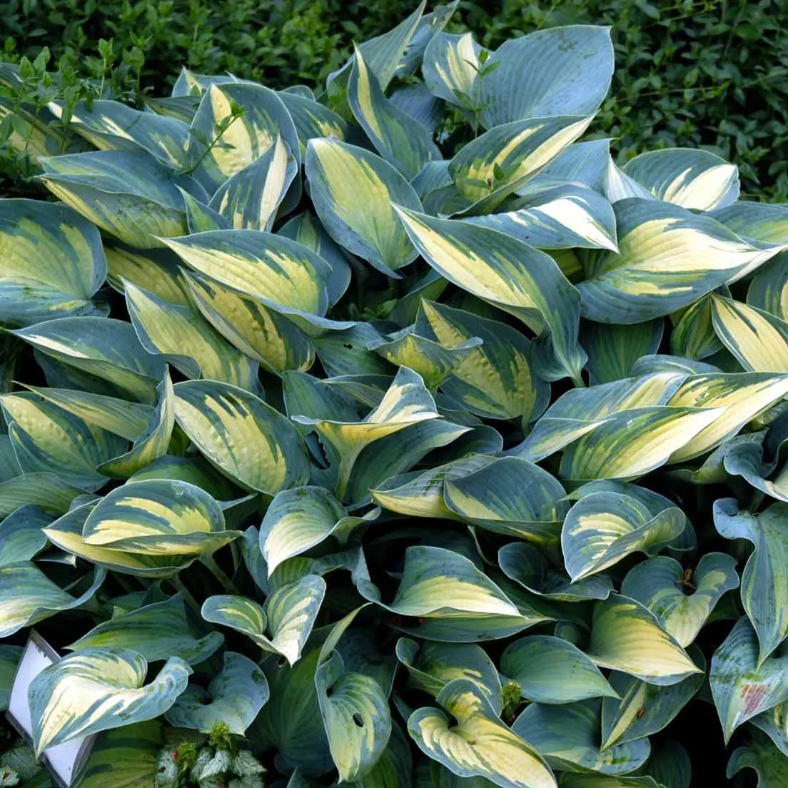 Hosta 'June' - Potte 0,8 Liter