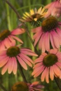 Solhat &apos;Summer Coctail&apos;