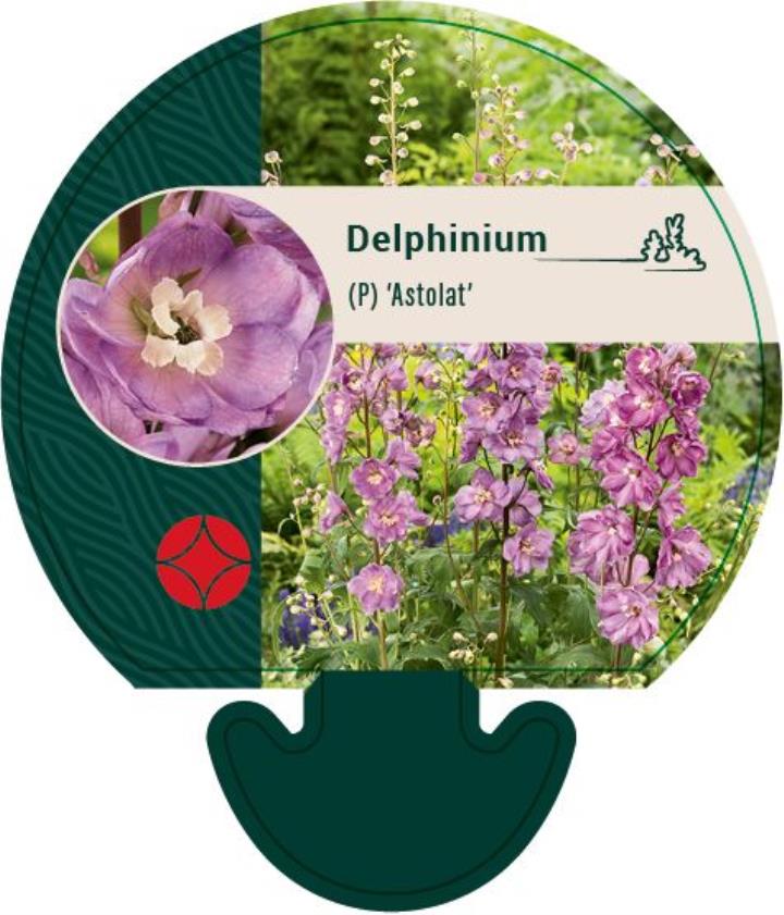 Ridderspore 'Astolat' - Potte 0,8 Liter