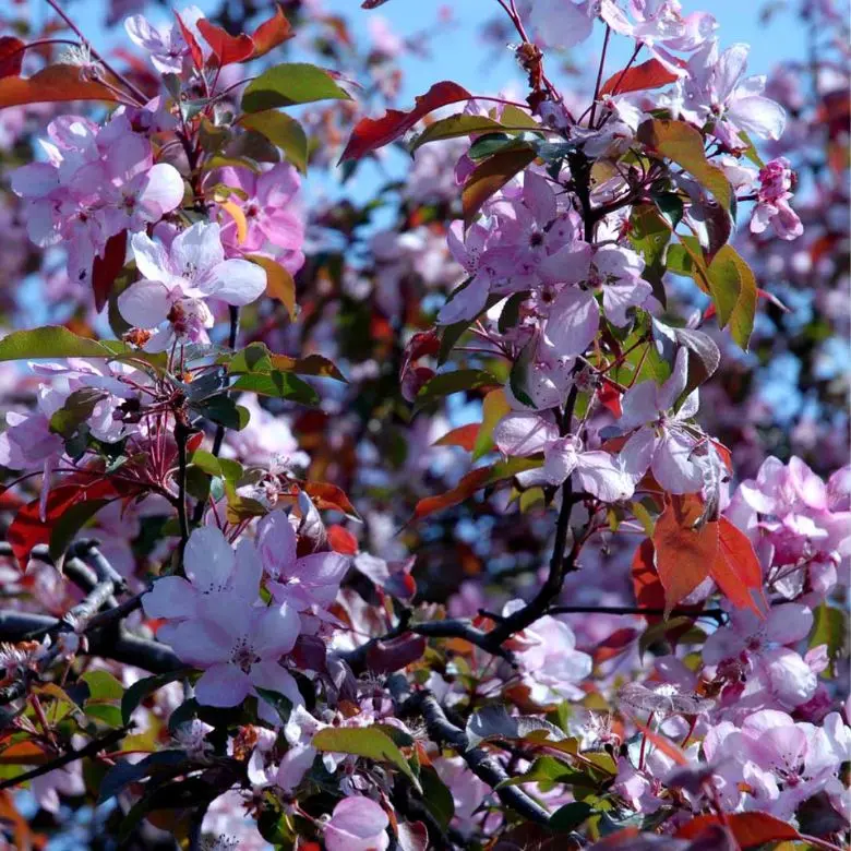 Paradisæble &apos;Rudolph&apos;