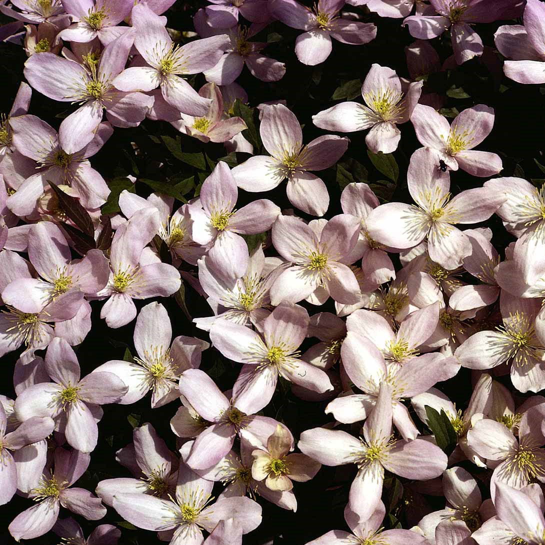 Bjerg-Skovranke Elizabeth