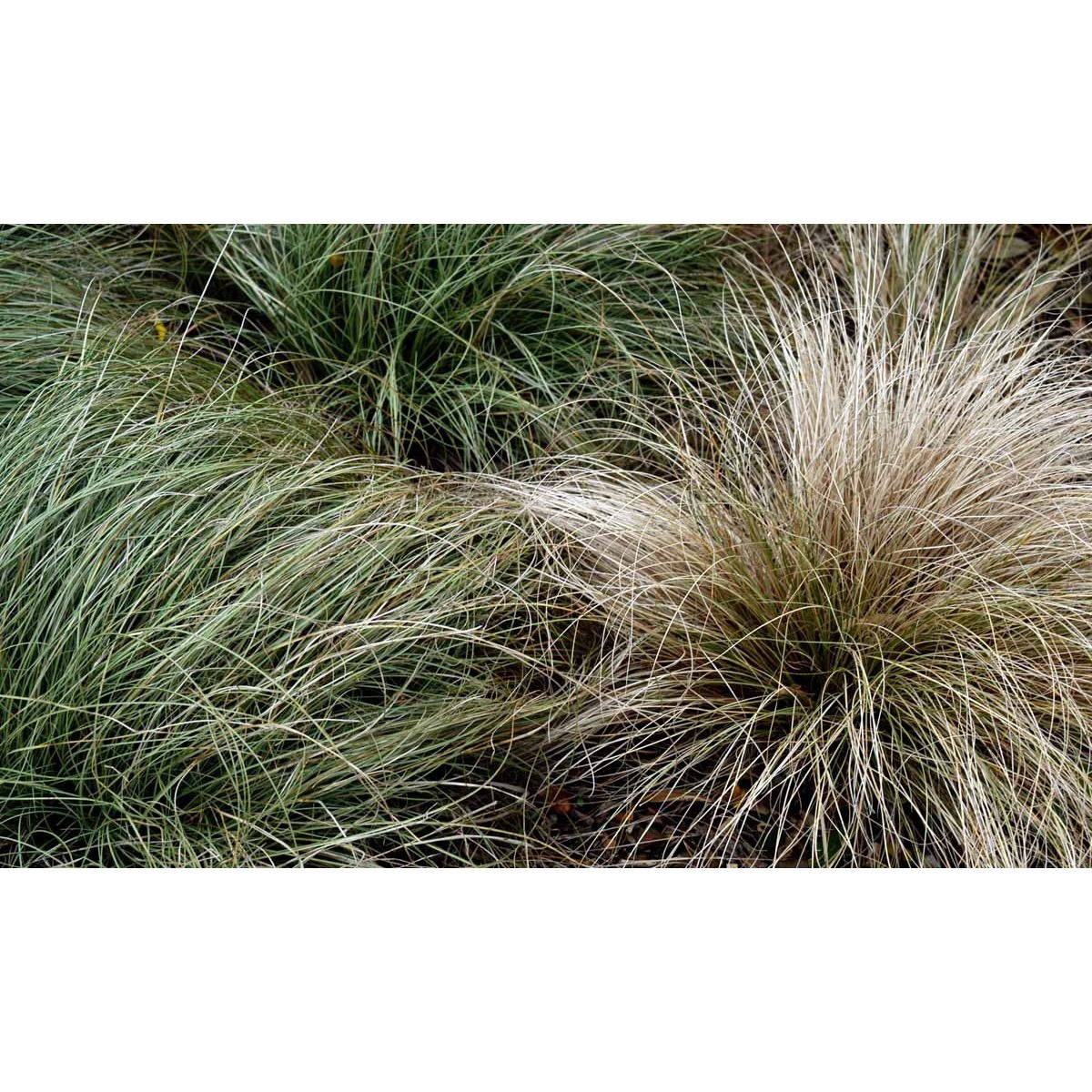 Star 'Frosted Curls' - Potte 5,0 liter