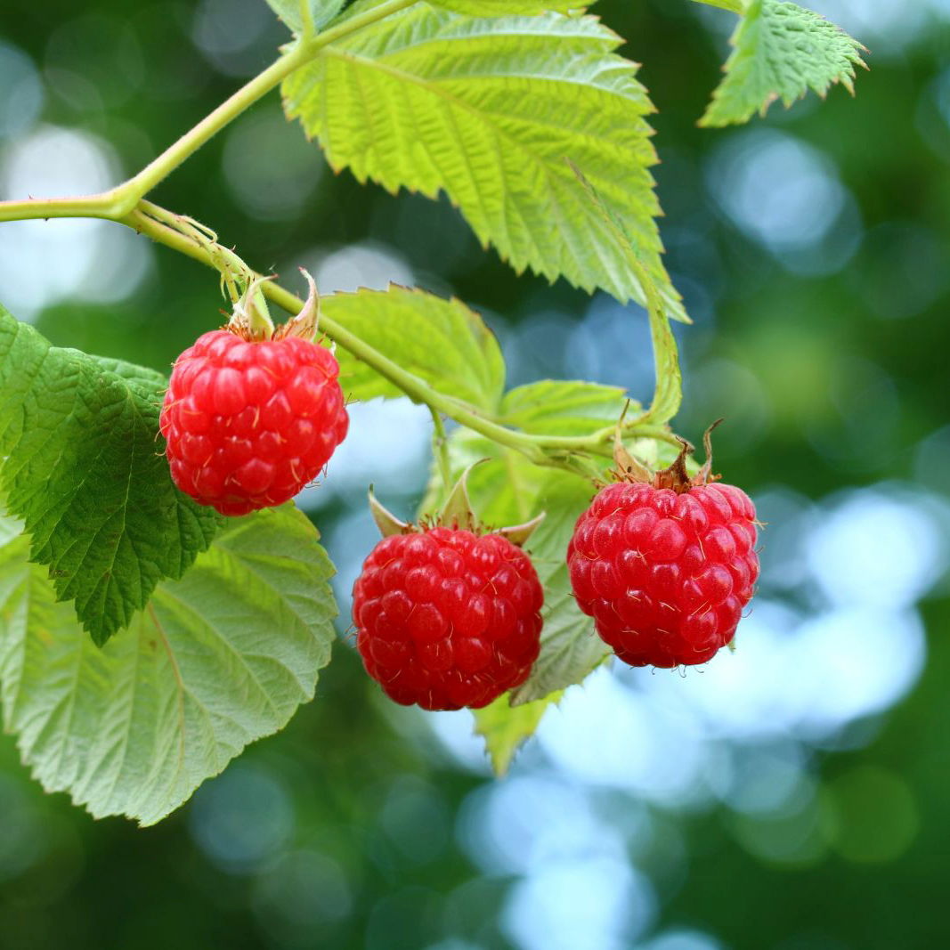 Efterårs Hindbær Zefa 3 Herbsternte