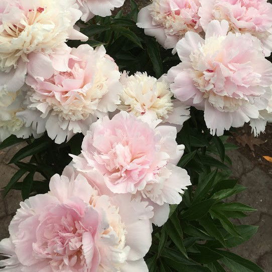 Silkepæon Madame Calot