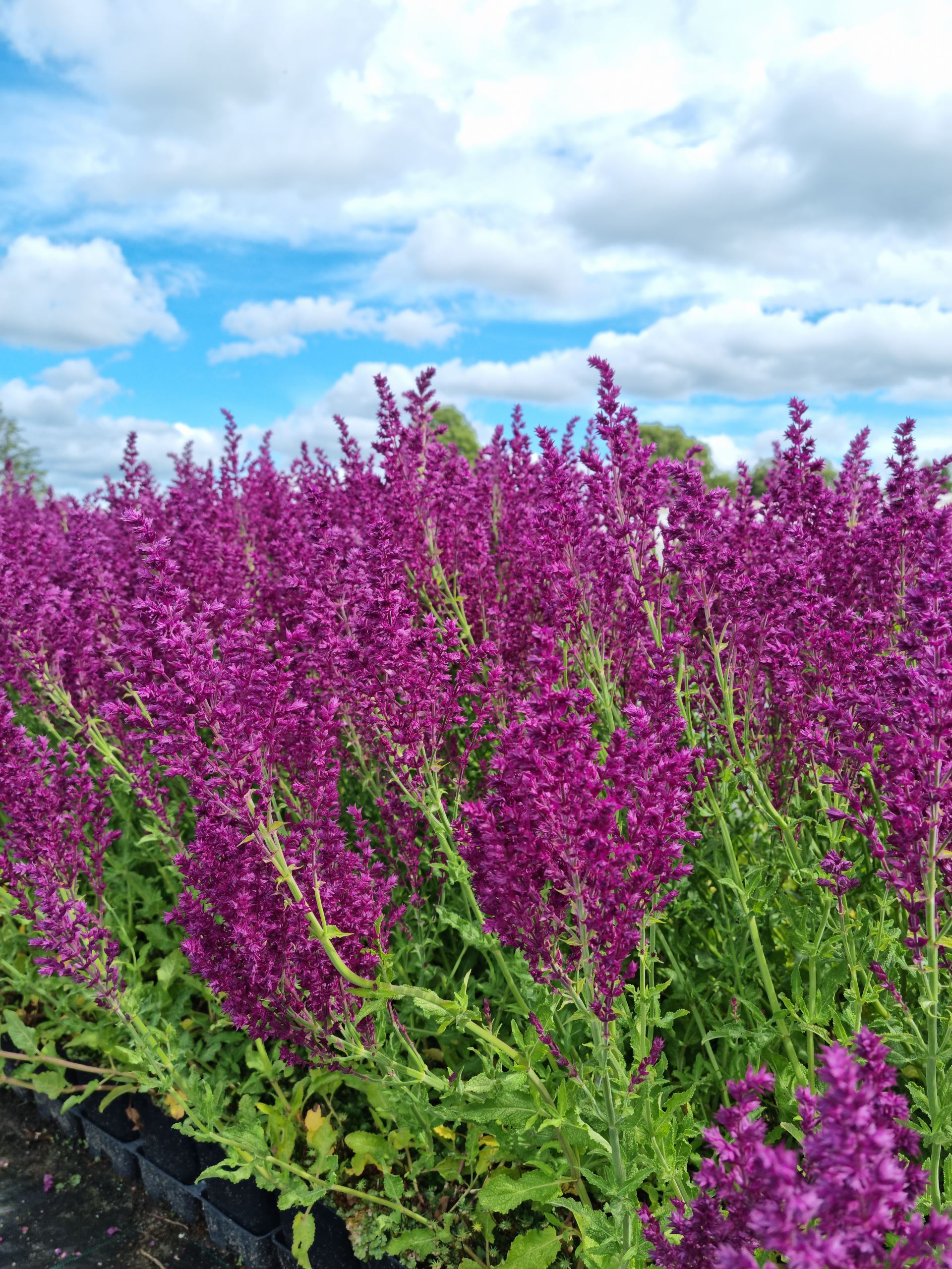 Pryd-Salvie &apos;Schwellenburg&apos;