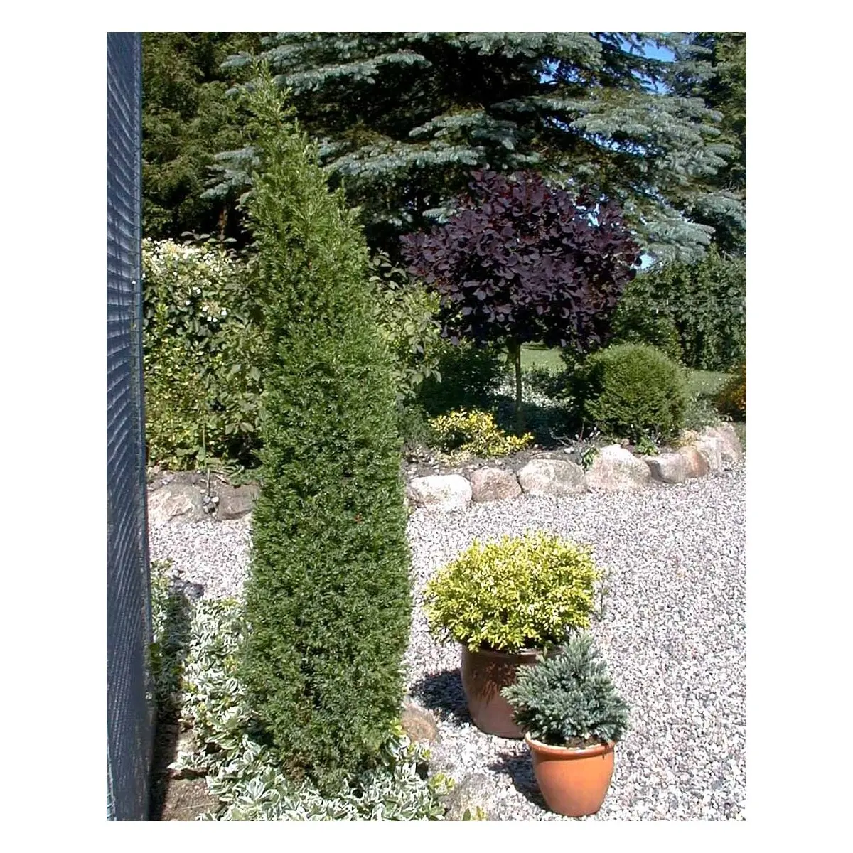 Almindelig Enebær &apos;Arnold&apos;