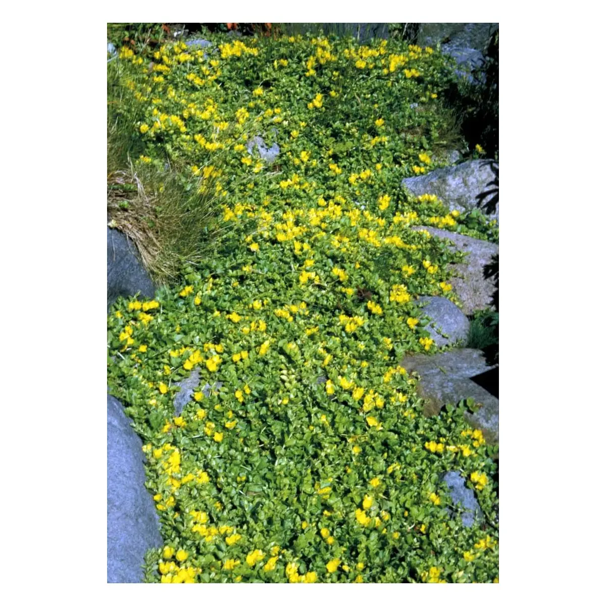 Pengebladet Fredløs