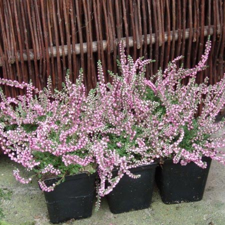 Calluna vulgaris Peter Sparkes, Efterårslyng Peter Sparkes, Lille busk, bred opret vækst. 30 cm høj. Mørkt grågrønt løv . Rubinrrosa sept. - okt. Fuld sol i veldrænet, sur jord. Klippes tilbage efter blomstring.