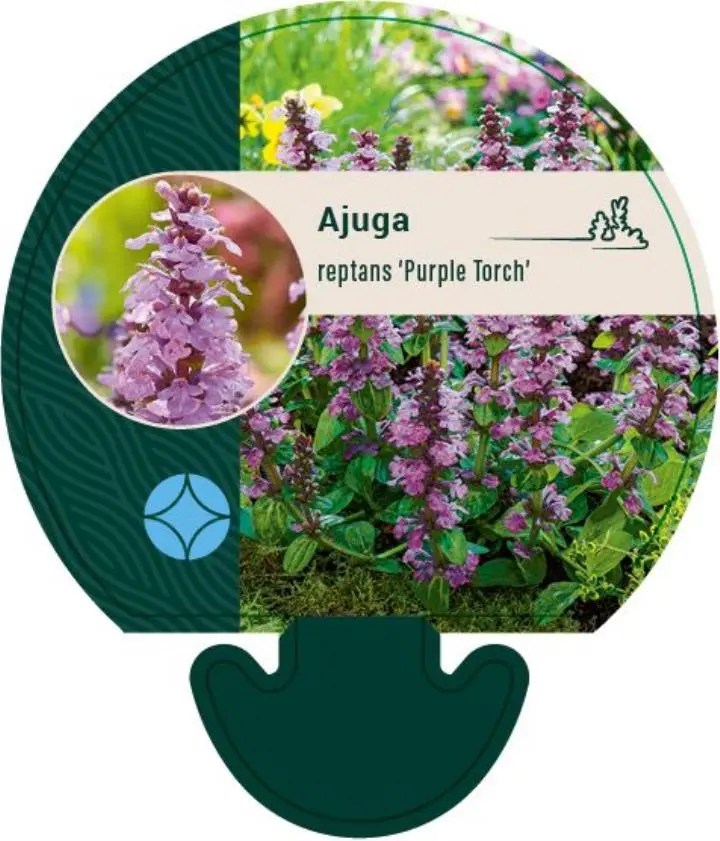 Krybende Læbeløs 'Purple Torch' - Potte 0,8 Liter
