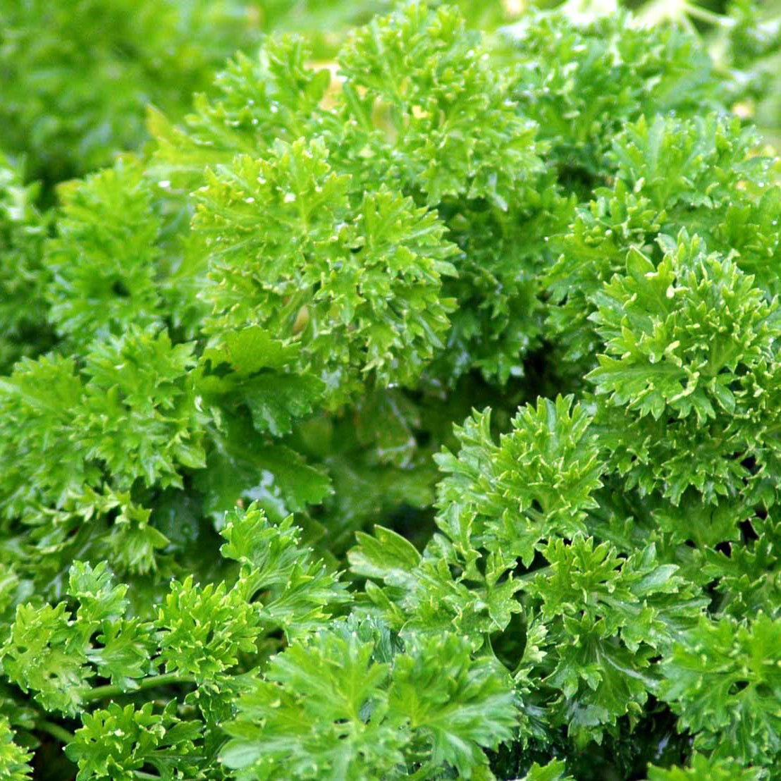 Kruspersille Grüne Perle Øko