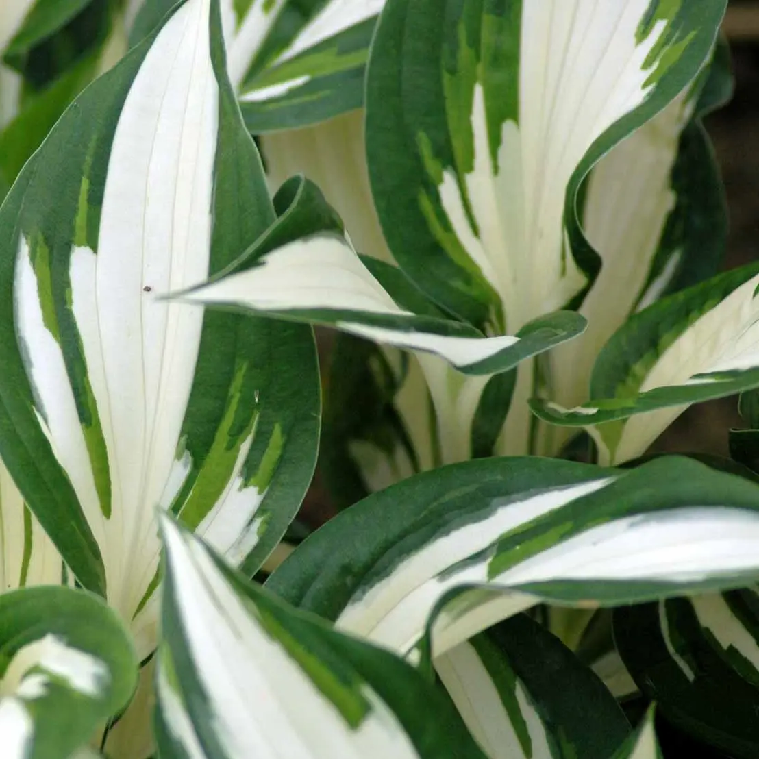 Hosta 'Fire & Ice' - Potte 1 liter