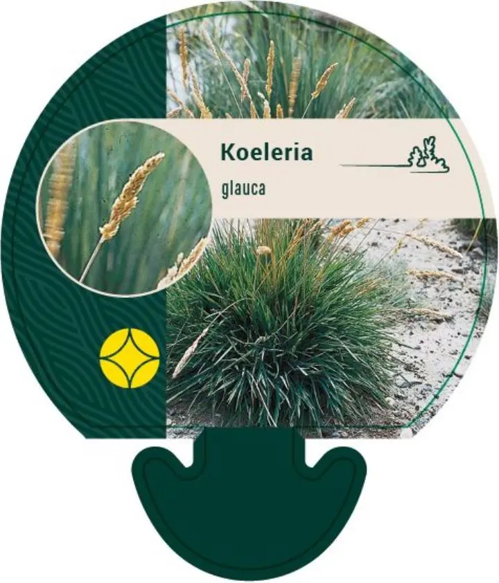 Klitkambunke - Potte 0,8 Liter