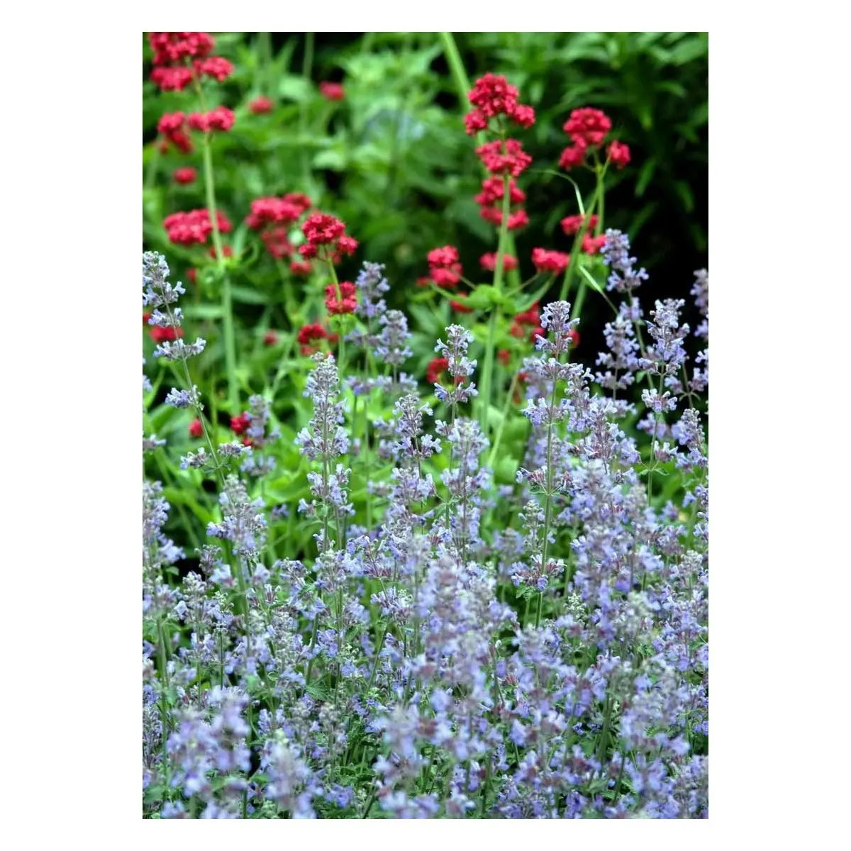 Blåkant &apos;Six Hill Giant&apos;