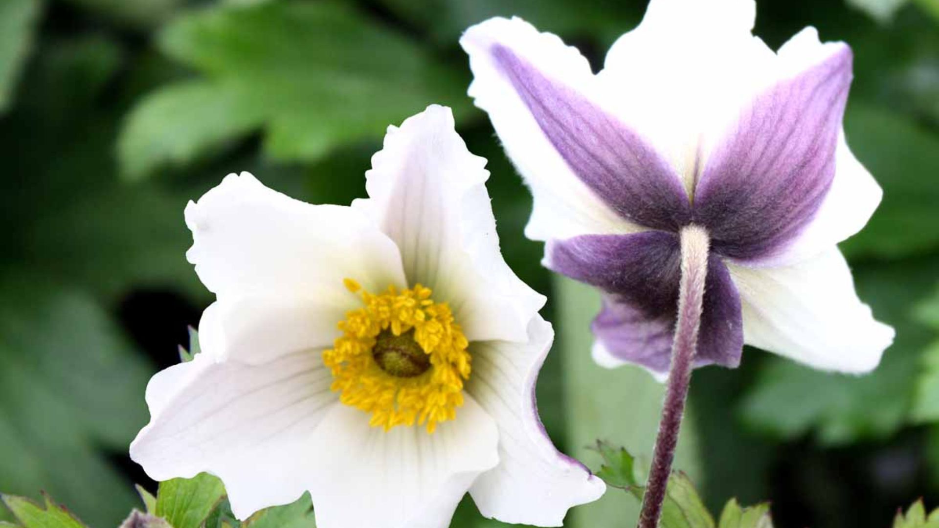 Anemone 'Elfin Swan' - Potte 1 liter