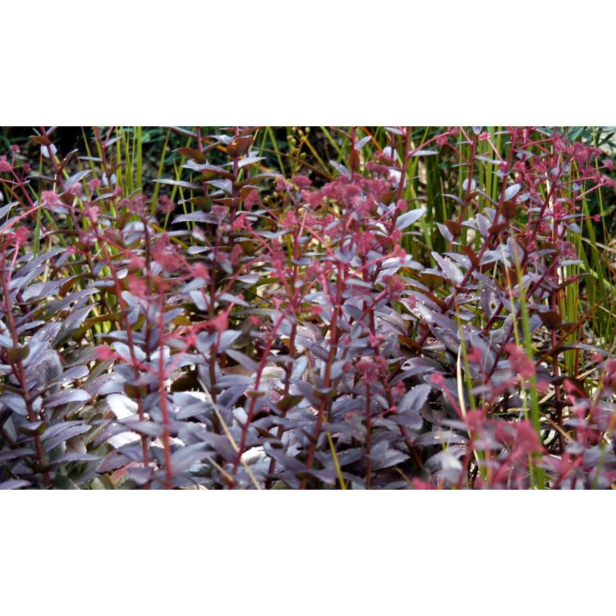 Sankthansurt &apos;Purple Emperor&apos;