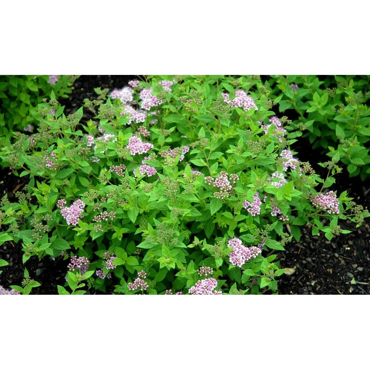 Spiræa &apos;Little Princess&apos;