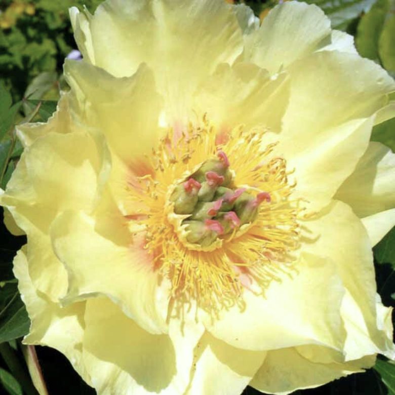 Silkepæon &apos;Clair de Lune&apos;