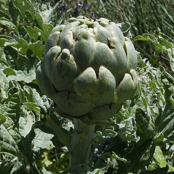 Artiskok Vert de Provence