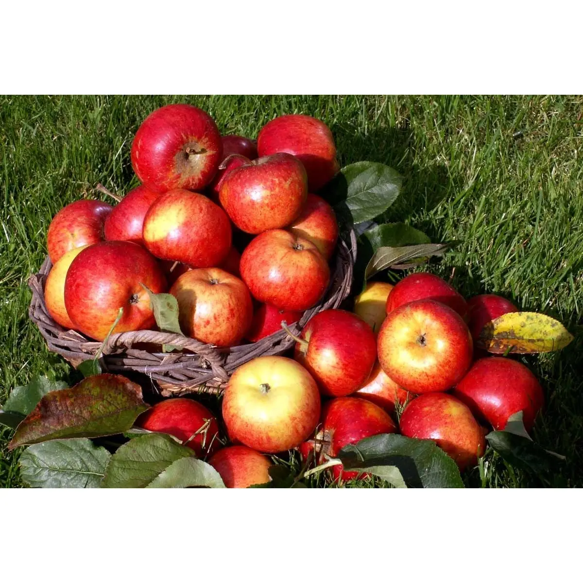 Æble &#39;Rubinola&#39; - 4-8 grene, 150-200 cm. Potte 10 liter (M-111)