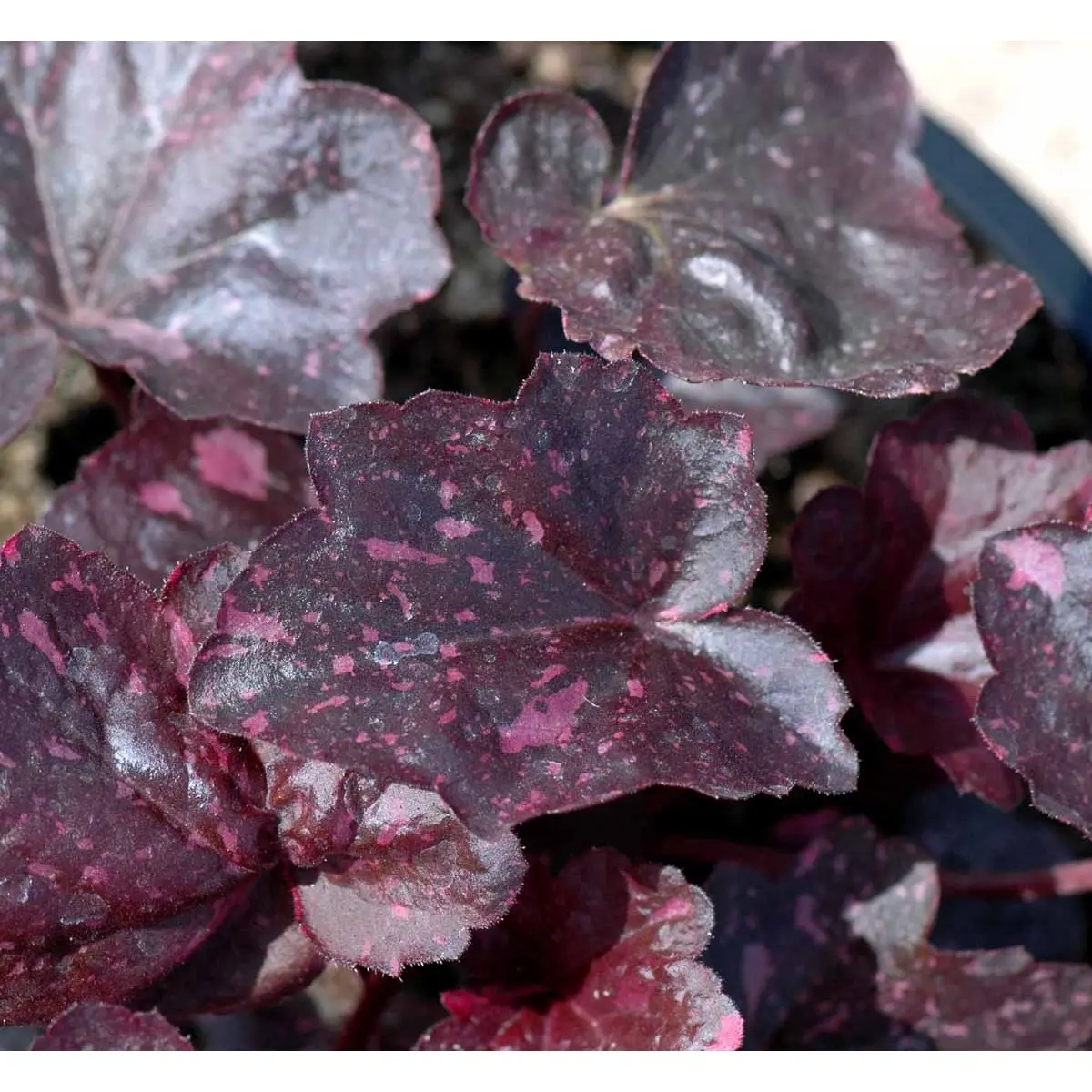 Alunrod 'Midnight Rose' - Potte 1 liter
