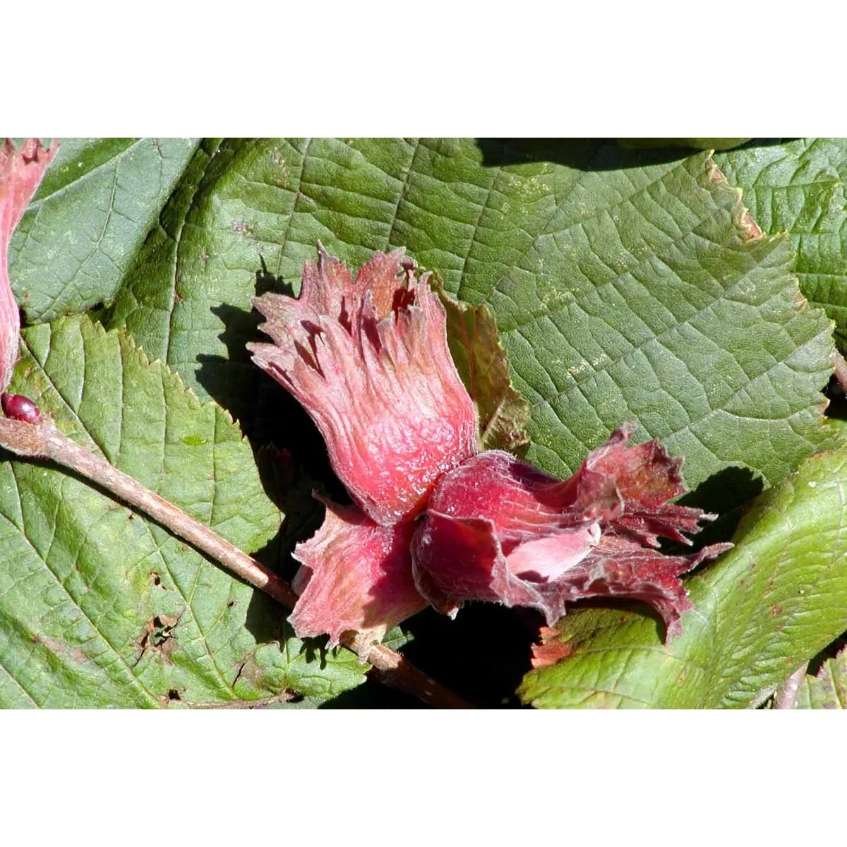 Storfrugtet Hassel &#39;Rød Zellernød&#39; - Potte 7,5 liter 60-100 cm.