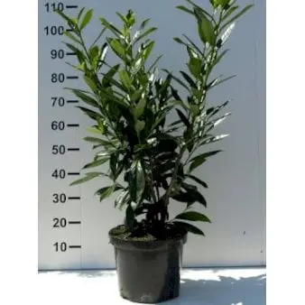 Kirsebærlaurbær 'Caucasica'